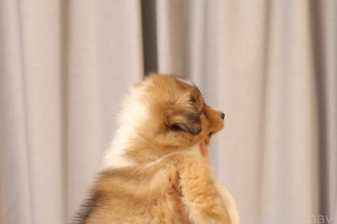 商談中の和歌山県のシェットランドシープドッグ(シェルティ)-391462の2枚目