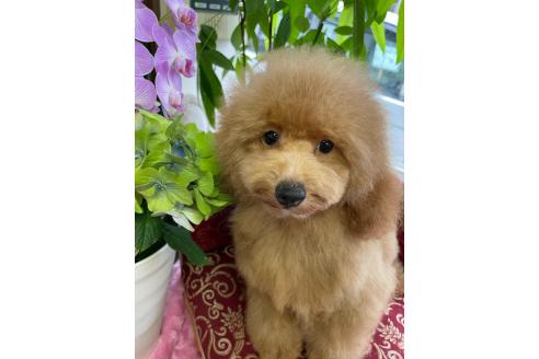 販売中の埼玉県のトイプードル-376979の4枚目