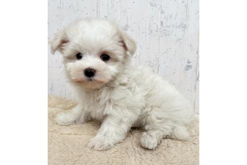 販売中の千葉県のマルプー:マルチーズ×トイプードル-392715の3枚目