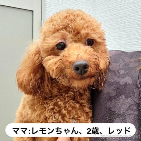 ののトイプードル-