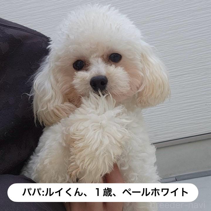 ルイくん1枚目