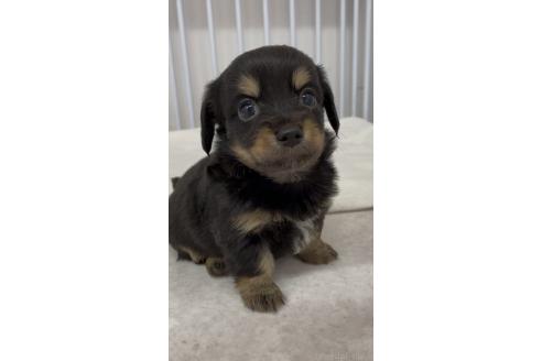販売中の愛知県のミックス犬-392722の2枚目