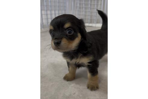 販売中の愛知県のミックス犬-392723の2枚目