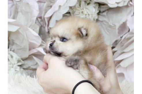 販売中の大阪府のポメラニアン-392735の3枚目