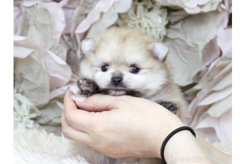 販売中の大阪府のポメラニアン-392738の8枚目