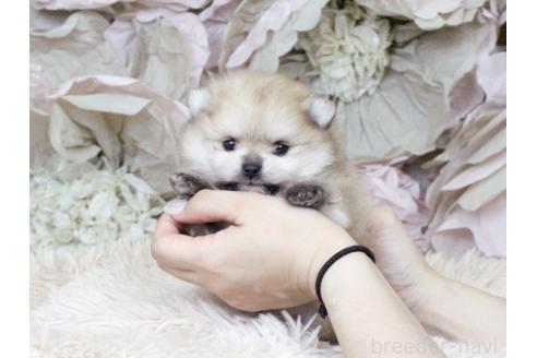 販売中の大阪府のポメラニアン-392738の2枚目