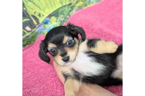 成約済の宮崎県のミックス犬-391931の8枚目