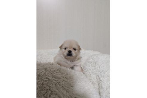 販売中の宮崎県のミックス犬-392745の5枚目