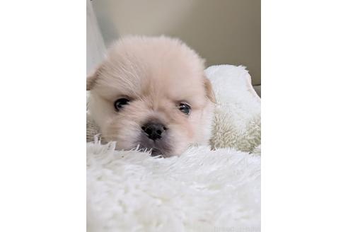 販売中の宮崎県のミックス犬-392745の4枚目