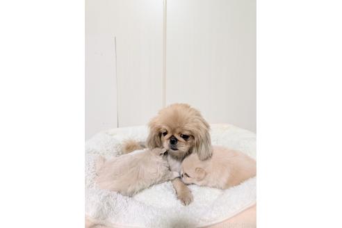 販売中の宮崎県のミックス犬-392745の2枚目