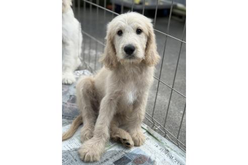 販売中の和歌山県のミックス犬-392743の3枚目