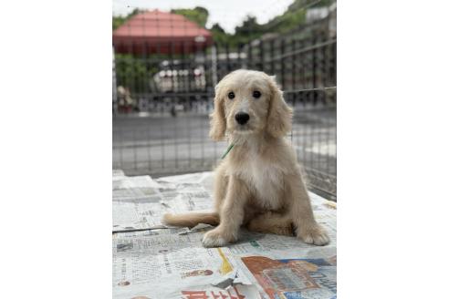 販売中の和歌山県のミックス犬-392743の2枚目