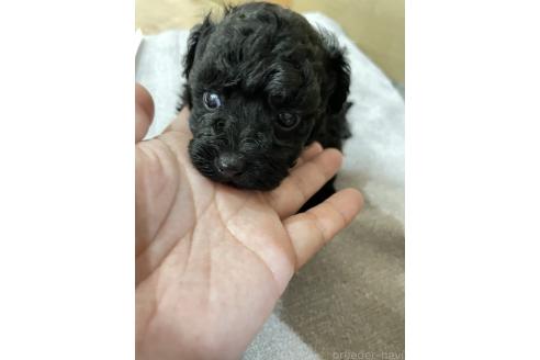 販売中の福岡県のタイニープードル-390917の3枚目