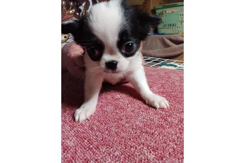 モノクロ犬 狆(チン)【静岡県・男の子・2025年8月5日・白黒】『狆専門犬舎