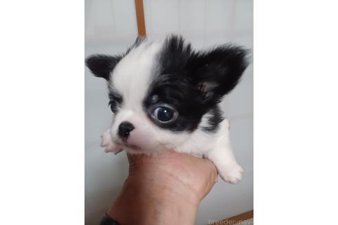 モノクロ犬 狆(チン)【静岡県・男の子・2025年7月31日・白黒】『狆専門犬舎