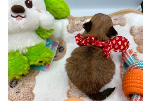 販売中の茨城県のチワマル:チワワ×マルチーズ-392759の2枚目