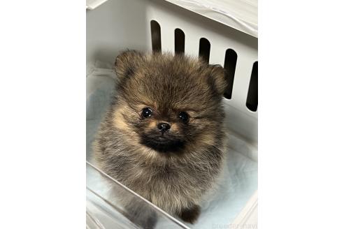 販売中の北海道のポメラニアン-392770の5枚目