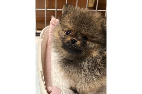 販売中の北海道のポメラニアン-392770の3枚目