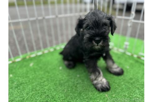 販売中の岐阜県のミニチュアシュナウザー-392771の2枚目
