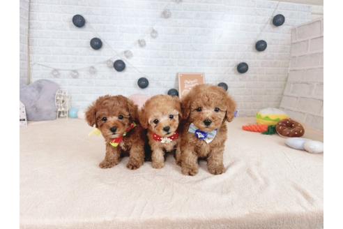 販売中の北海道のトイプードル-392774の2枚目