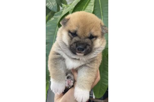 販売中の茨城県の豆柴-392777の3枚目