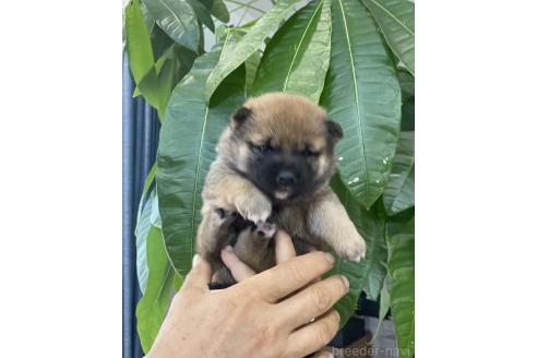 販売中の茨城県の豆柴-392779の2枚目