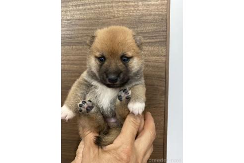 販売中の茨城県の豆柴-392781の4枚目