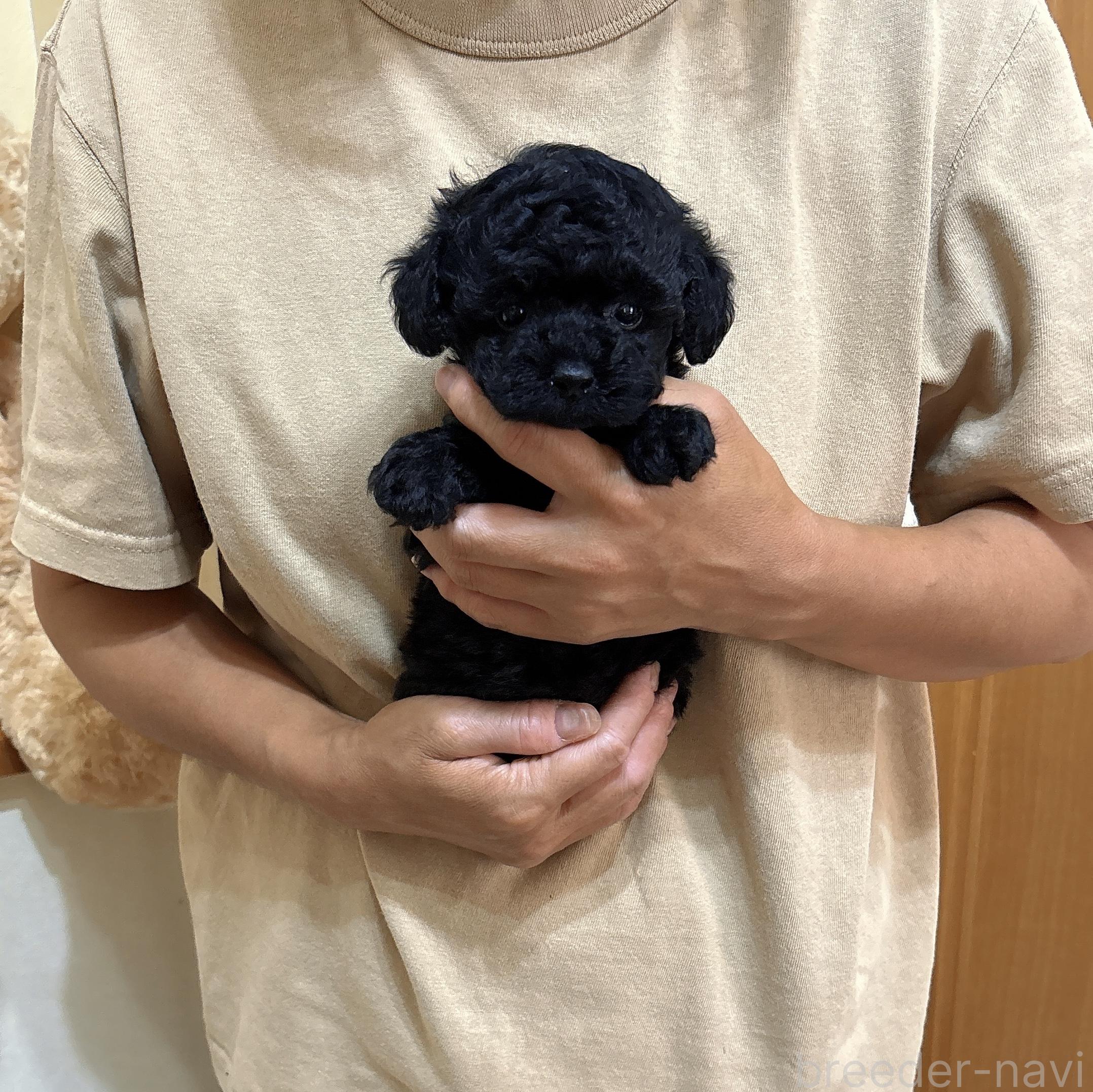 販売中の静岡県のタイニープードル-392784の3枚目