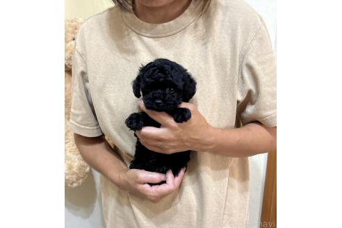 販売中の静岡県のタイニープードル-392784の2枚目