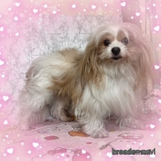 販売中の長野県のミックス犬-386762