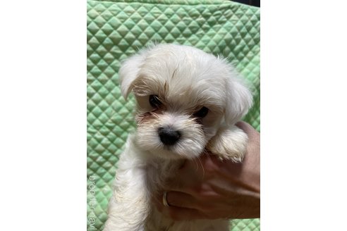 販売中の静岡県のマルチーズ-389319