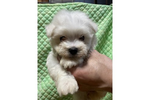 販売中の静岡県のマルチーズ-389317