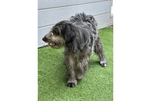 販売中の青森県のミックス犬-354979の4枚目