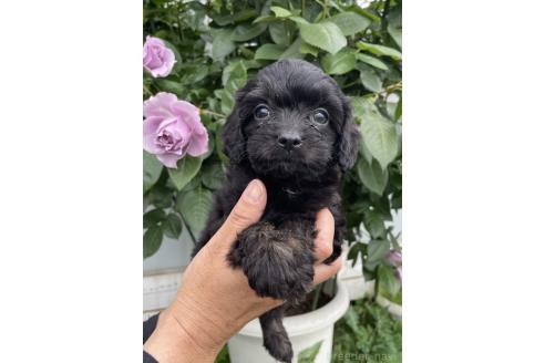 販売中の岩手県のキャバプー:キャバリア×トイプードル-387850