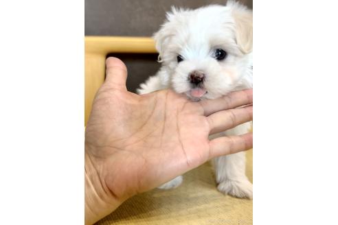 成約済の奈良県のマルチーズ-389743の3枚目