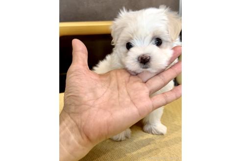 成約済の奈良県のマルチーズ-389743の2枚目