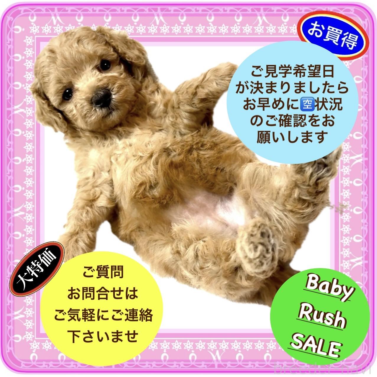 販売中の大阪府のタイニープードル-392816