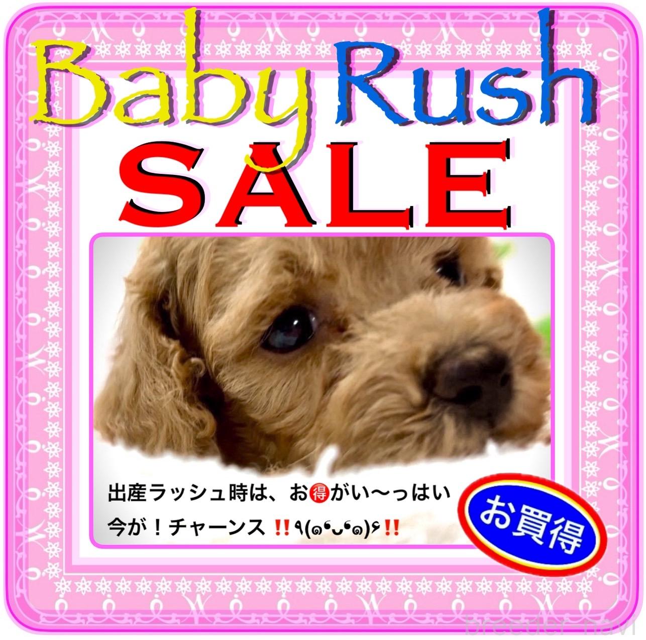 販売中の大阪府のタイニープードル-392816の13枚目