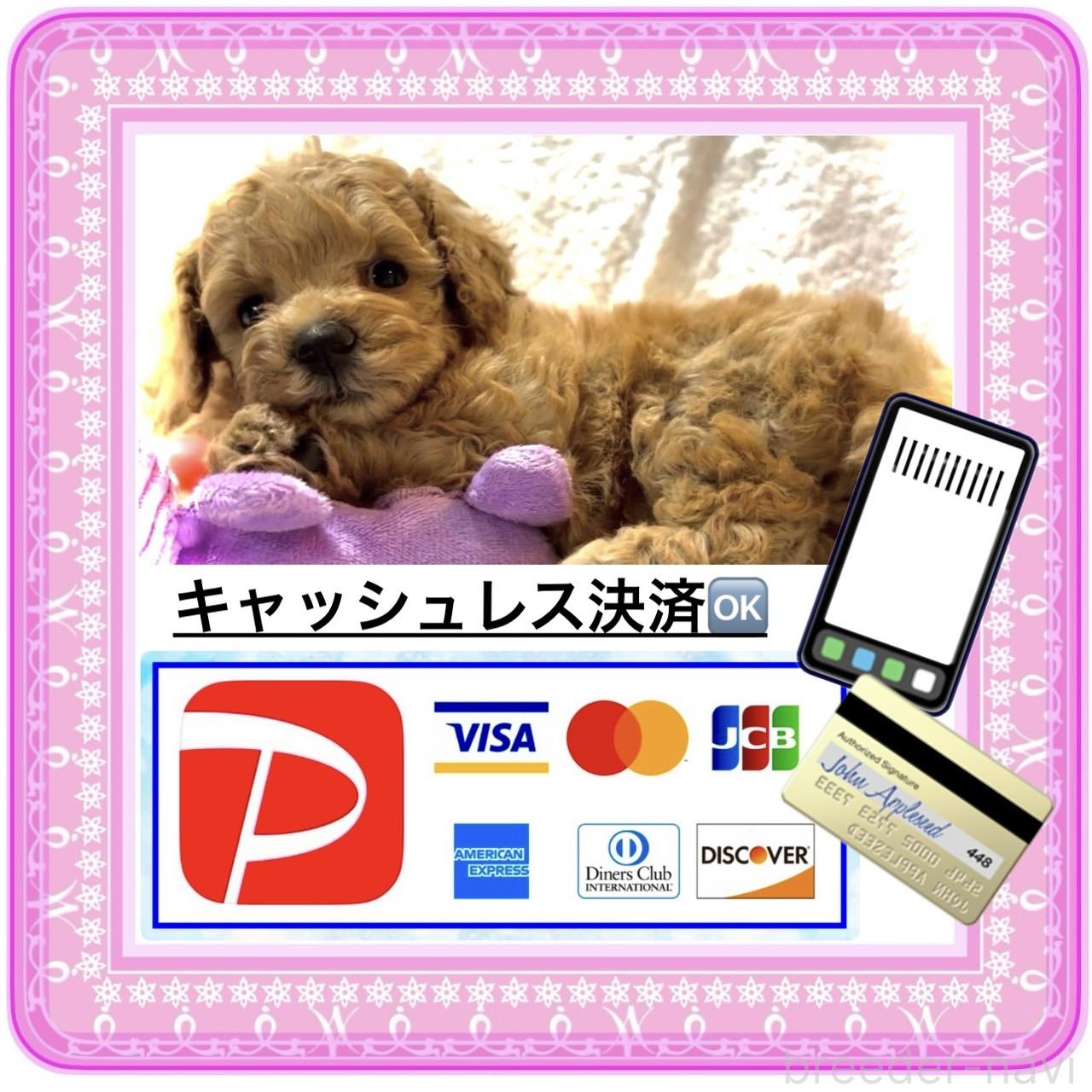 販売中の大阪府のタイニープードル-392816の8枚目