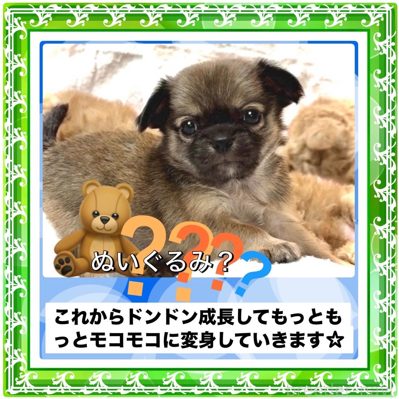 販売中の大阪府のチワワ(ロングコート)-392819の9枚目