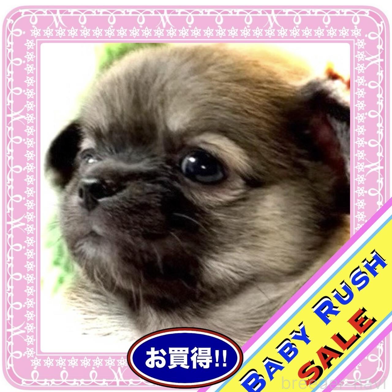 販売中の大阪府のチワワ(ロングコート)-392819