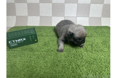 販売中の奈良県のパグ-392825の3枚目