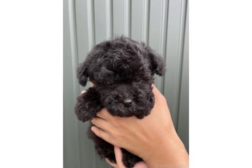 販売中の熊本県のトイプードル-390189