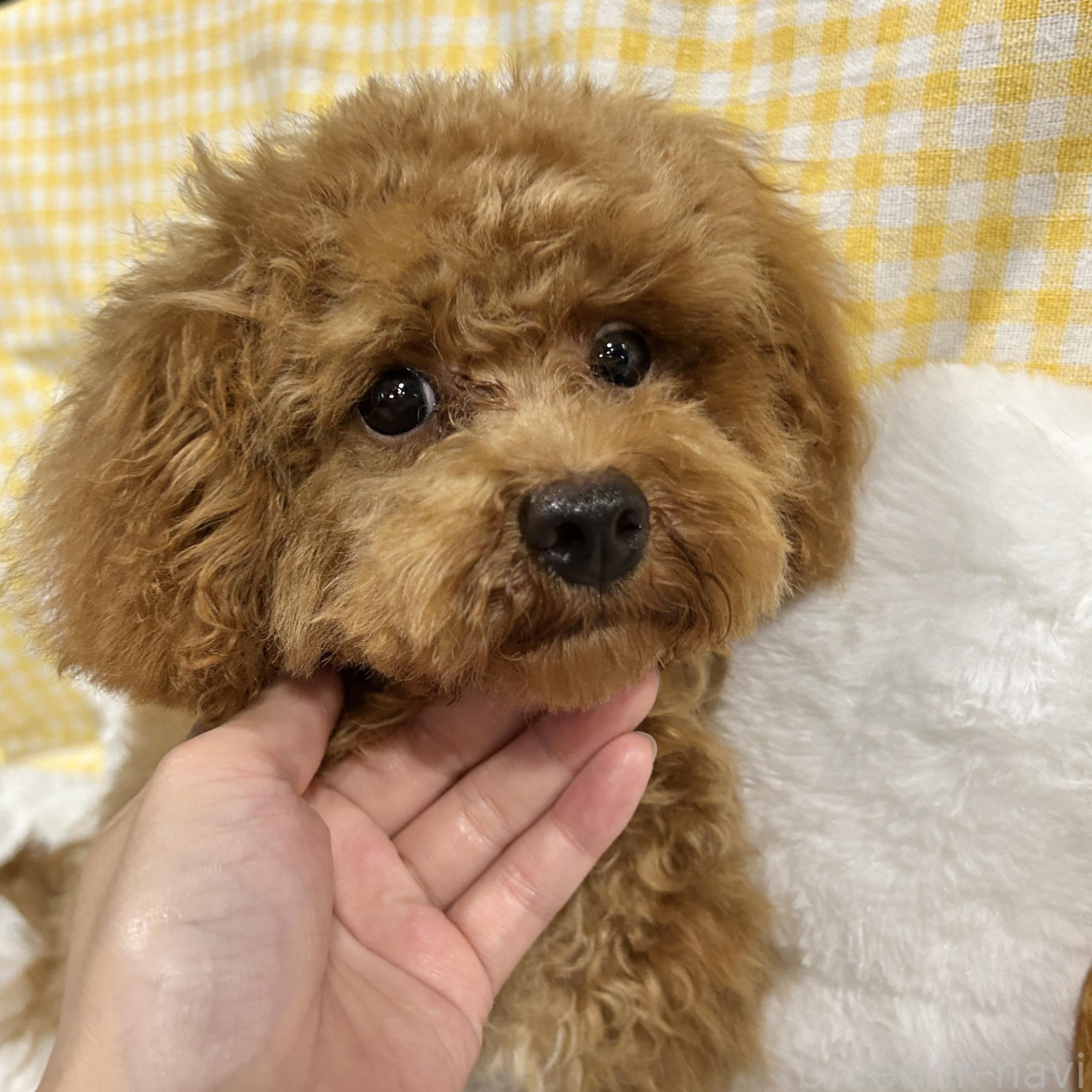 販売中の栃木県のタイニープードル-374423の1枚目