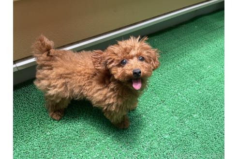 販売中の神奈川県のティーカッププードル-375444の5枚目