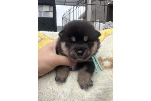 販売中の岡山県の柴犬-392857の7枚目
