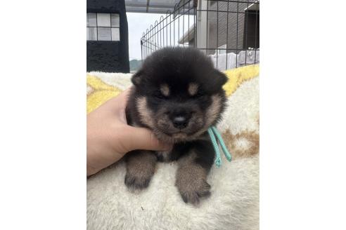 販売中の岡山県の柴犬-392857の6枚目