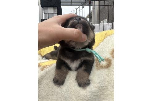 販売中の岡山県の柴犬-392857の4枚目
