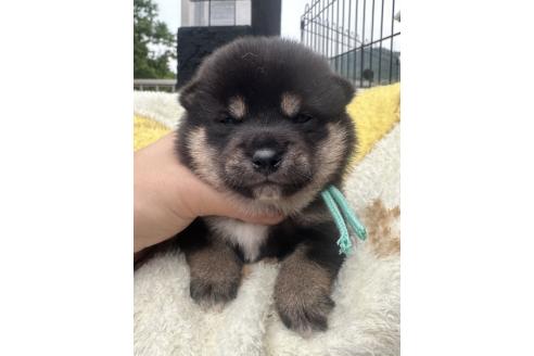 販売中の岡山県の柴犬-392857の2枚目