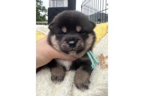 販売中の岡山県の柴犬-392857